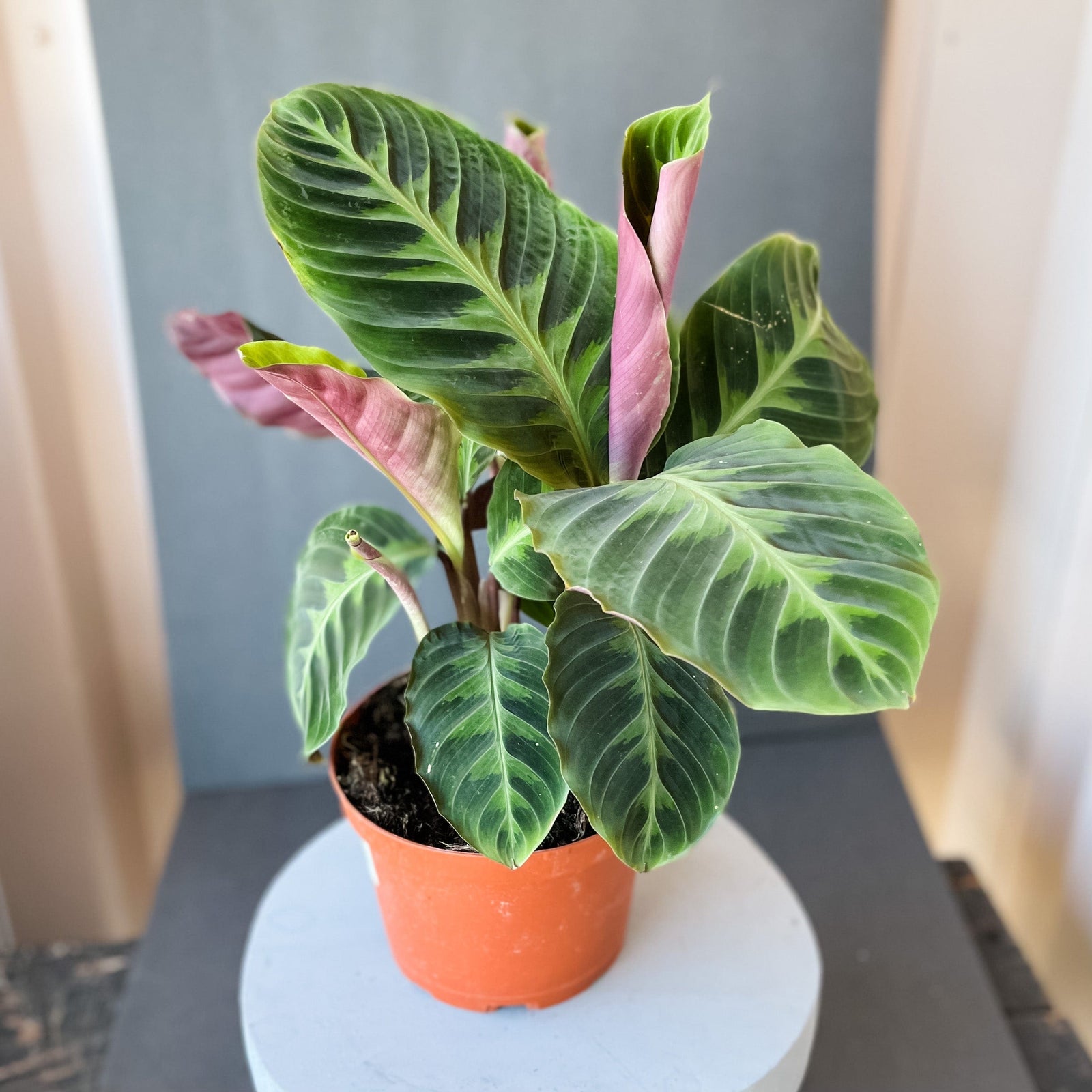 Cascade Tropicals Plants Calathea Warcewiczii - Prayer Plant
