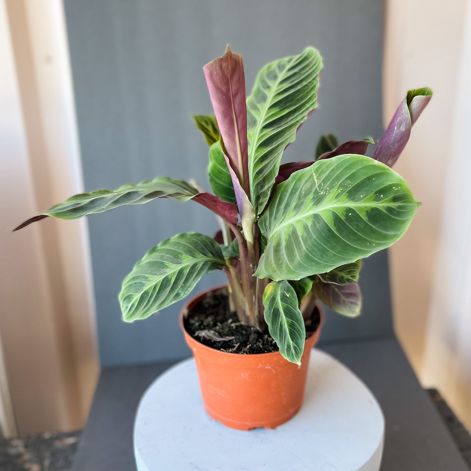 Cascade Tropicals Plants Calathea Warcewiczii - Prayer Plant