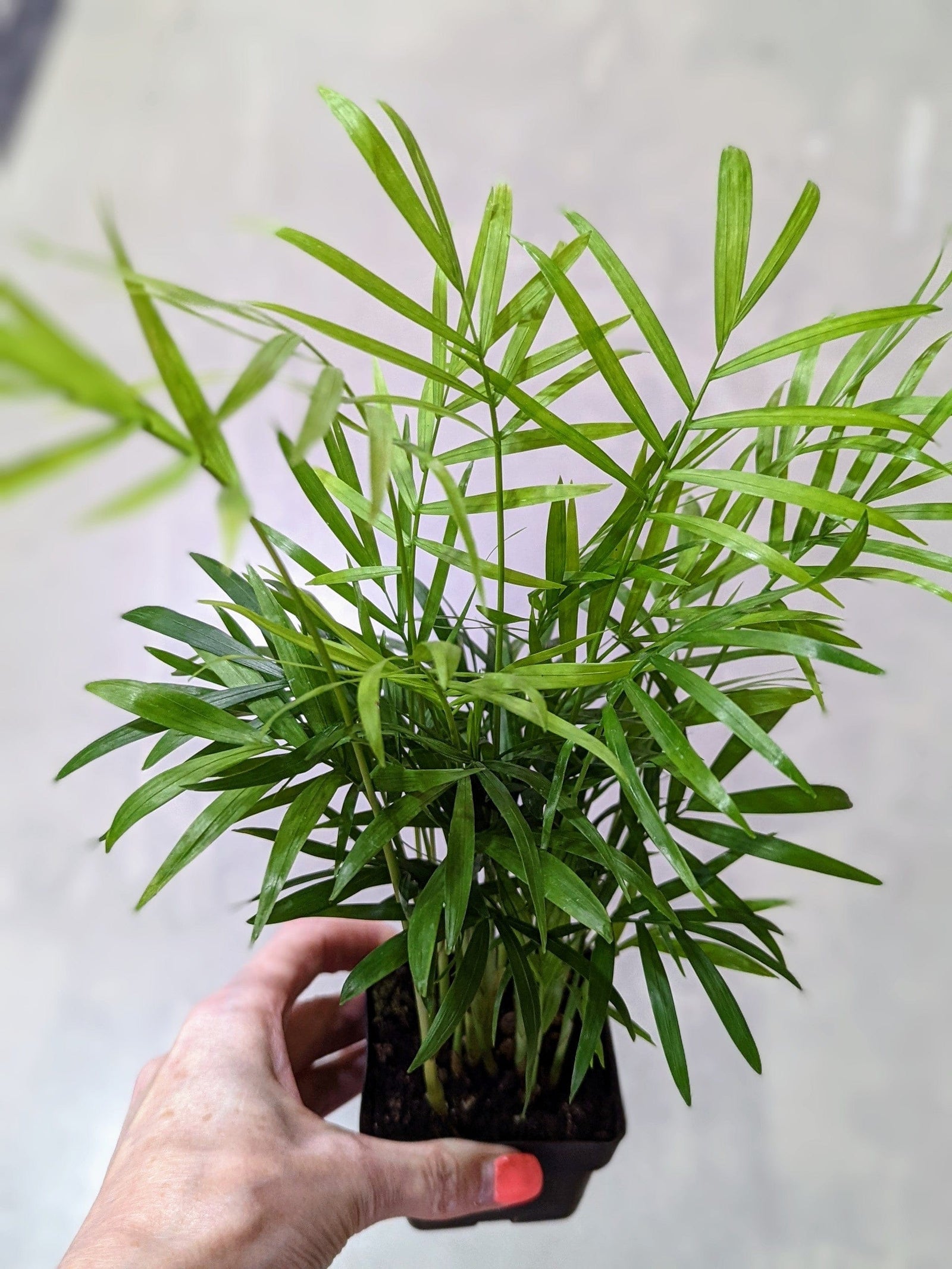 Cascade Tropicals Plants Chamaedorea elegans - Neanthe Bella Palm