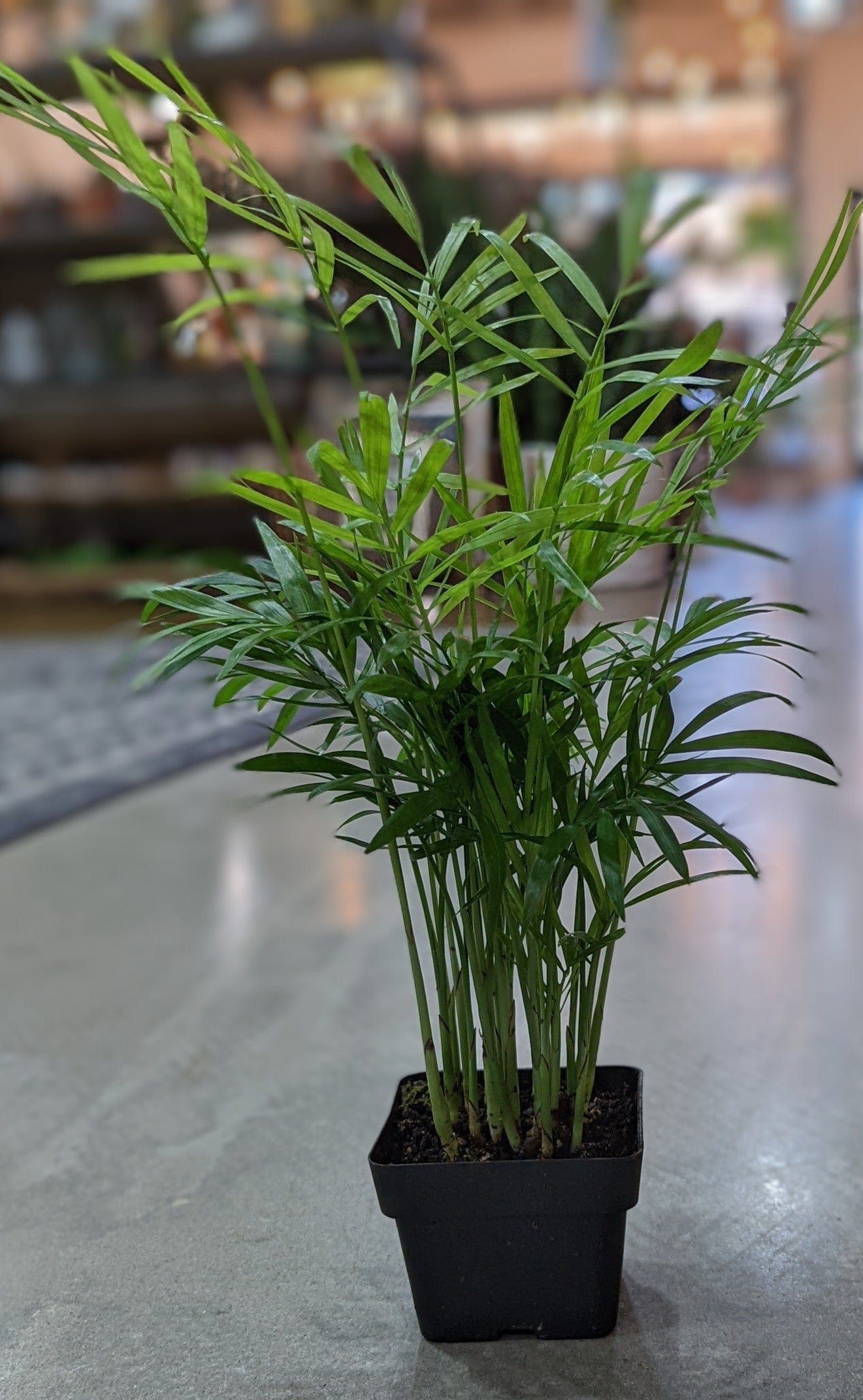 Cascade Tropicals Plants Chamaedorea elegans - Neanthe Bella Palm