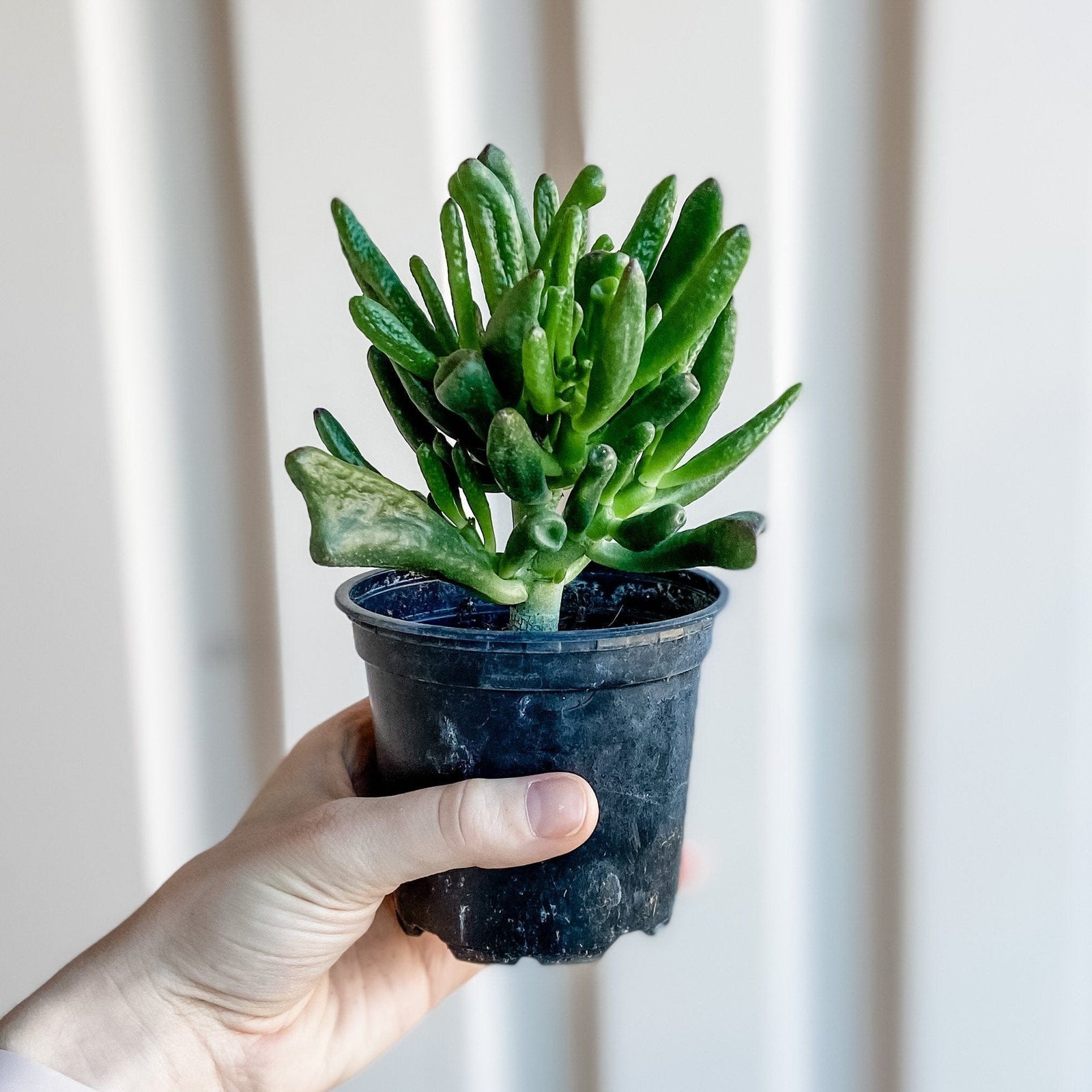 Cascade Tropicals Plants Crassula ovata - Jade Hobbit
