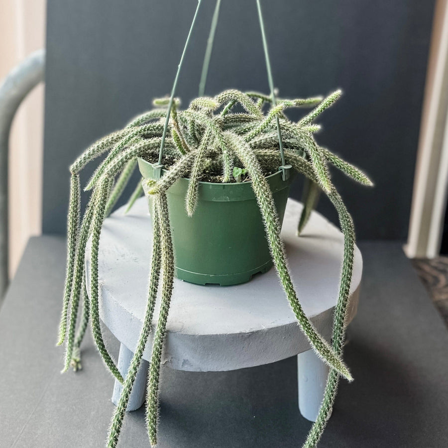 Cascade Tropicals Plants Disocactus flagelliformis - Rat-Tail Cactus
