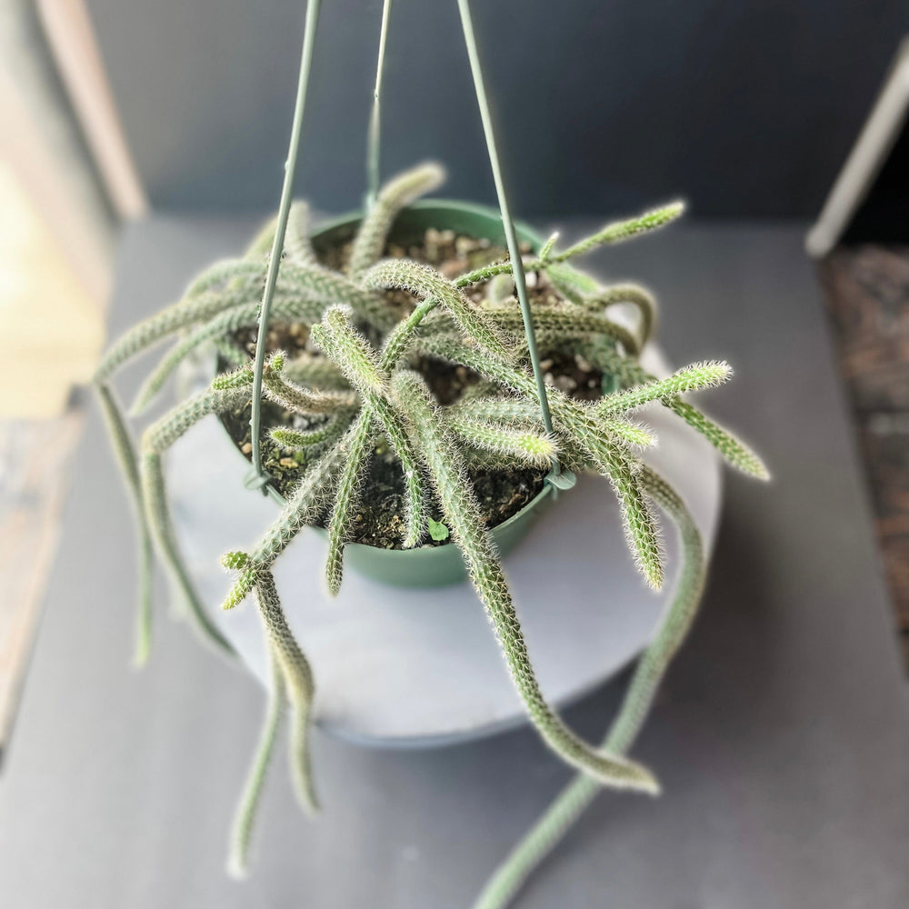 Cascade Tropicals Plants Disocactus flagelliformis - Rat-Tail Cactus