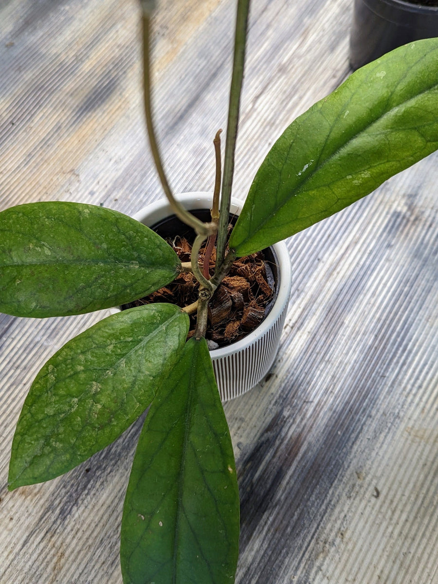 Cascade Tropicals Plants Hoya vitellinoides - Wax Plant