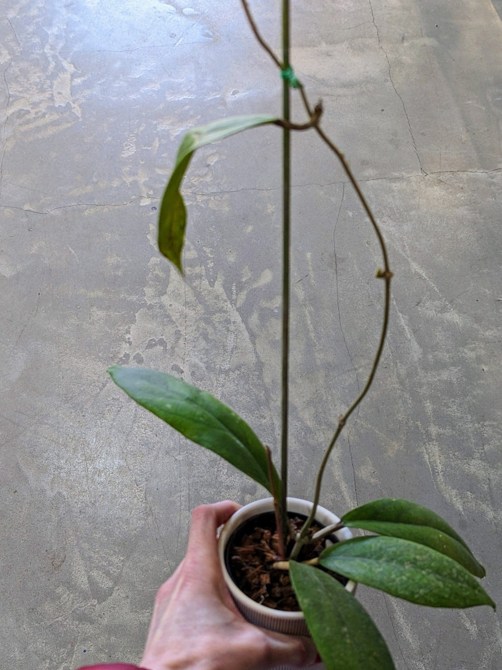 Cascade Tropicals Plants Hoya vitellinoides - Wax Plant
