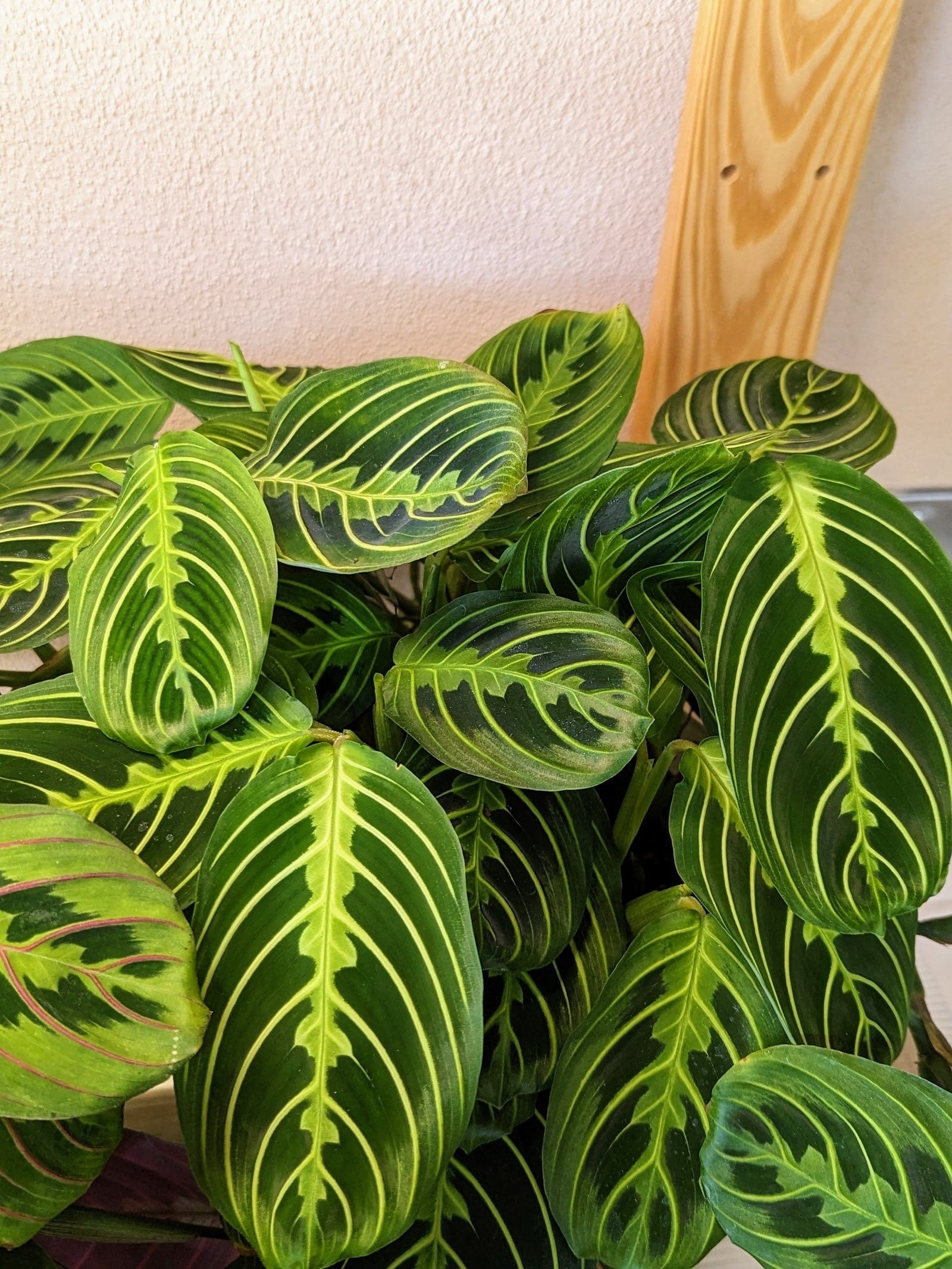 lemon lime prayer plant Maranta leuconeura Lemon Lime