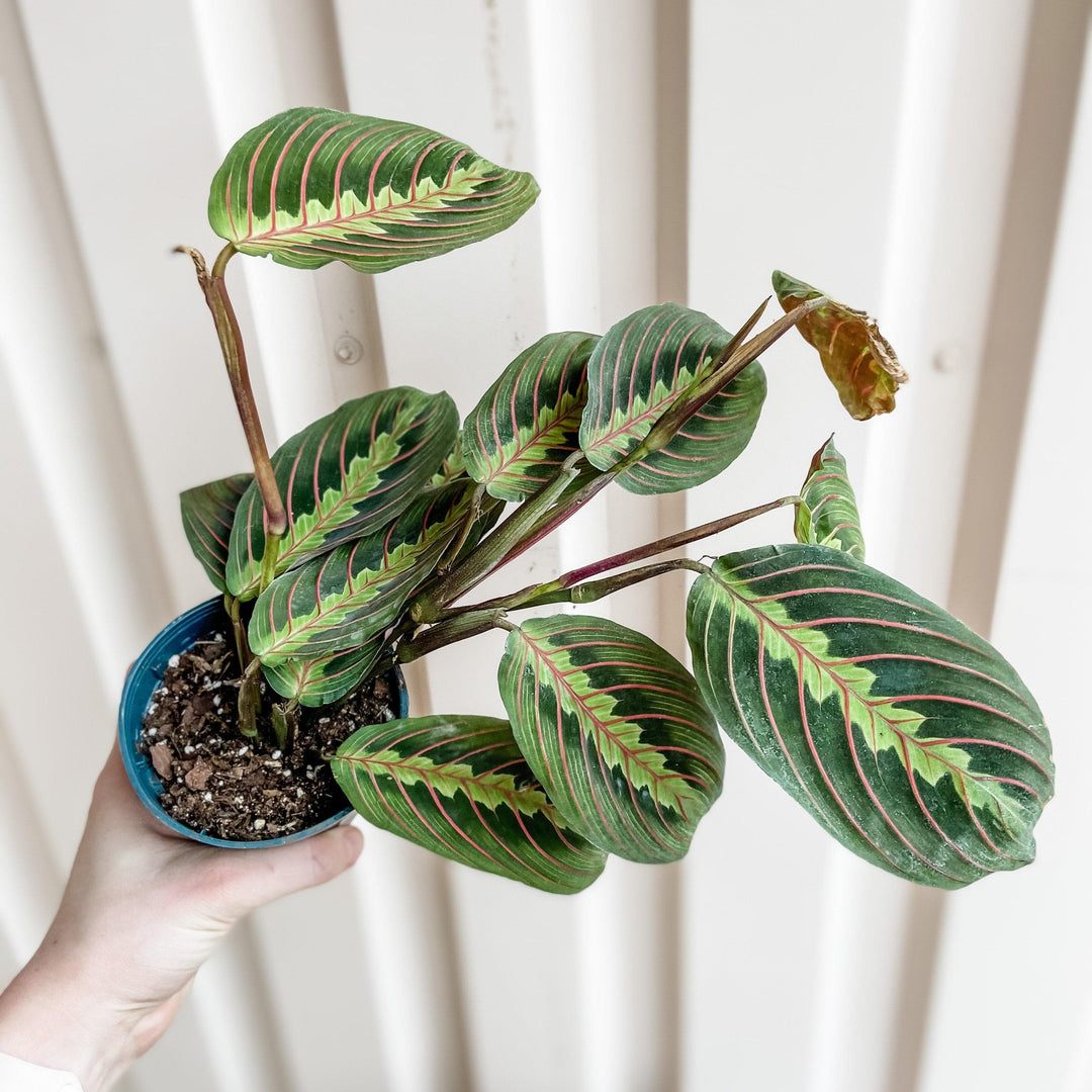 prayer plant maranta leuconeura Maranta leuc. erythroneura