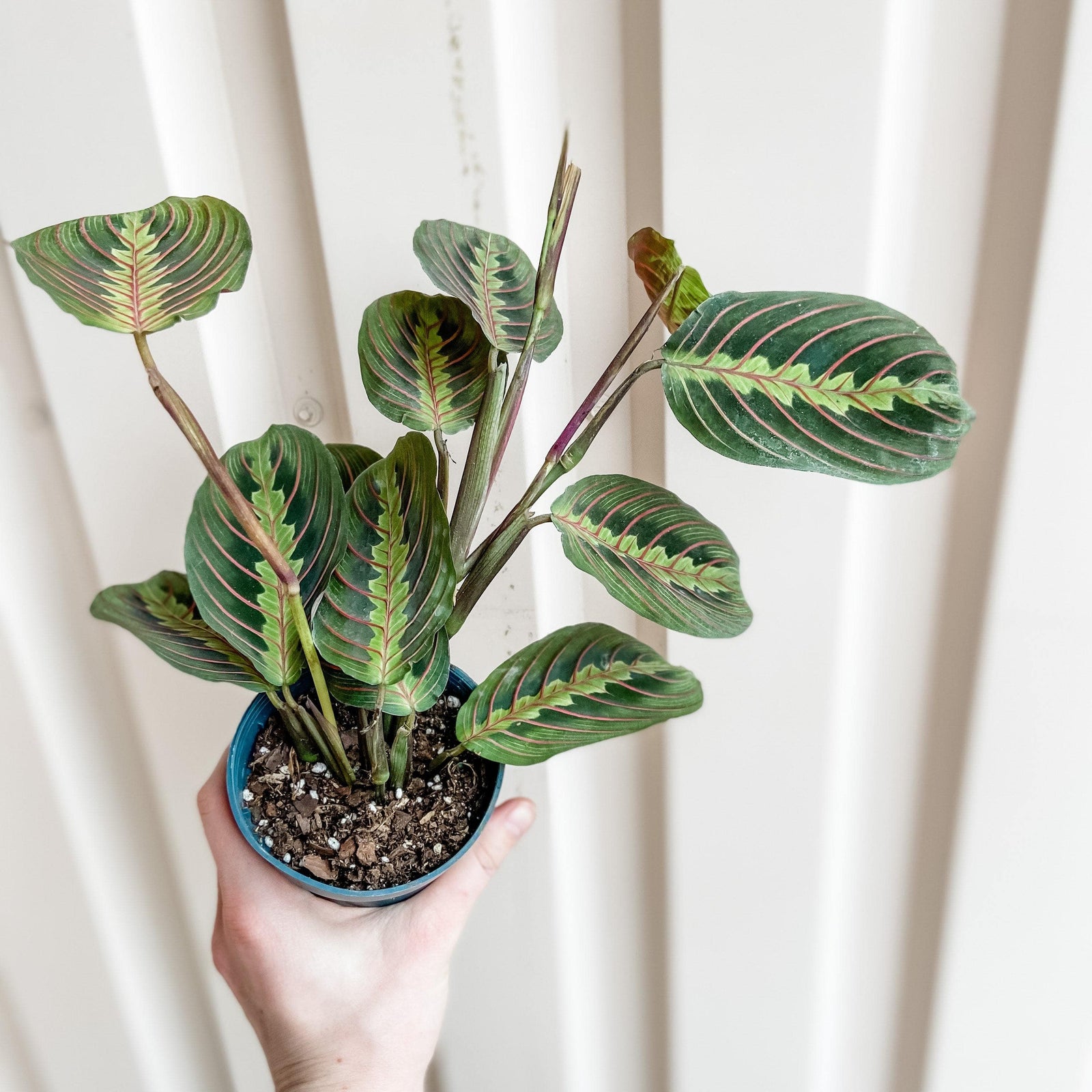 Cascade Tropicals Plants Maranta leuconeura red - Red Prayer Plant