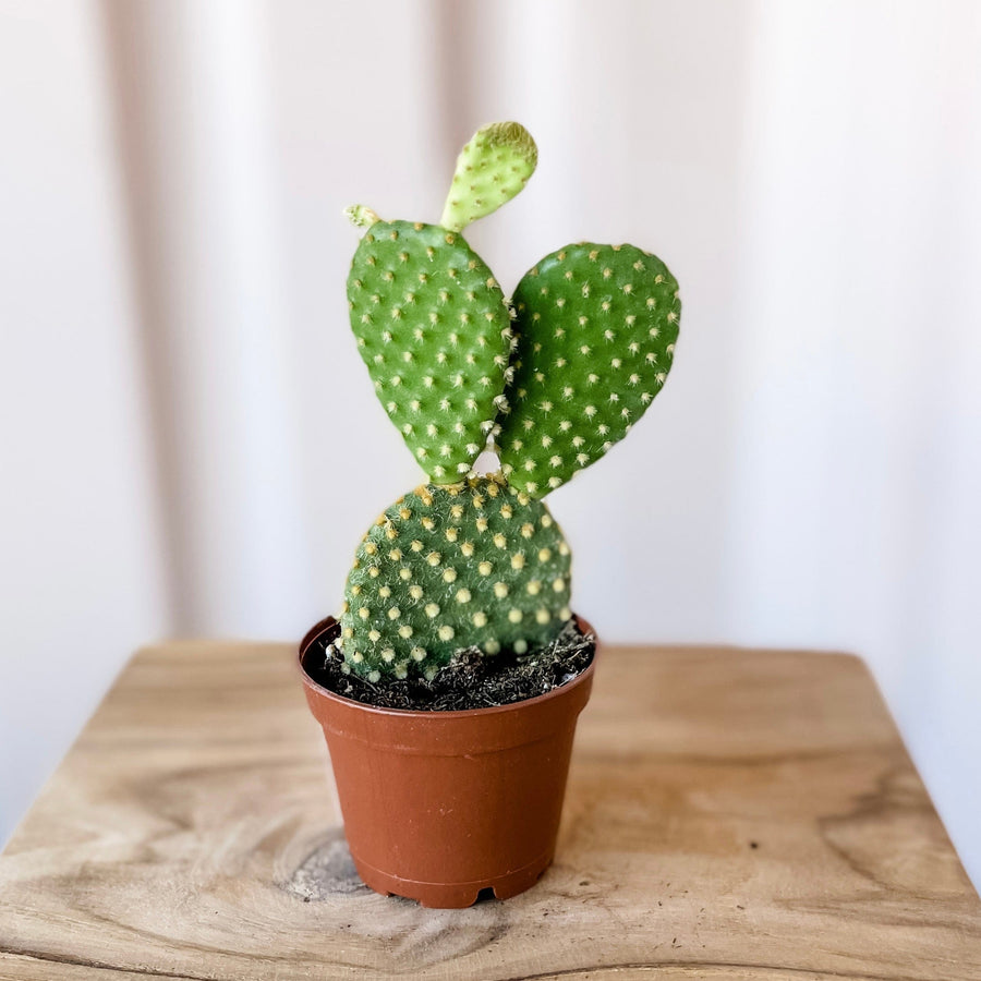 Cascade Tropicals Plants Opuntia mircrodasys - Bunny Ears Cactus