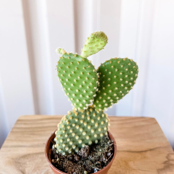 Cascade Tropicals Plants Opuntia mircrodasys - Bunny Ears Cactus