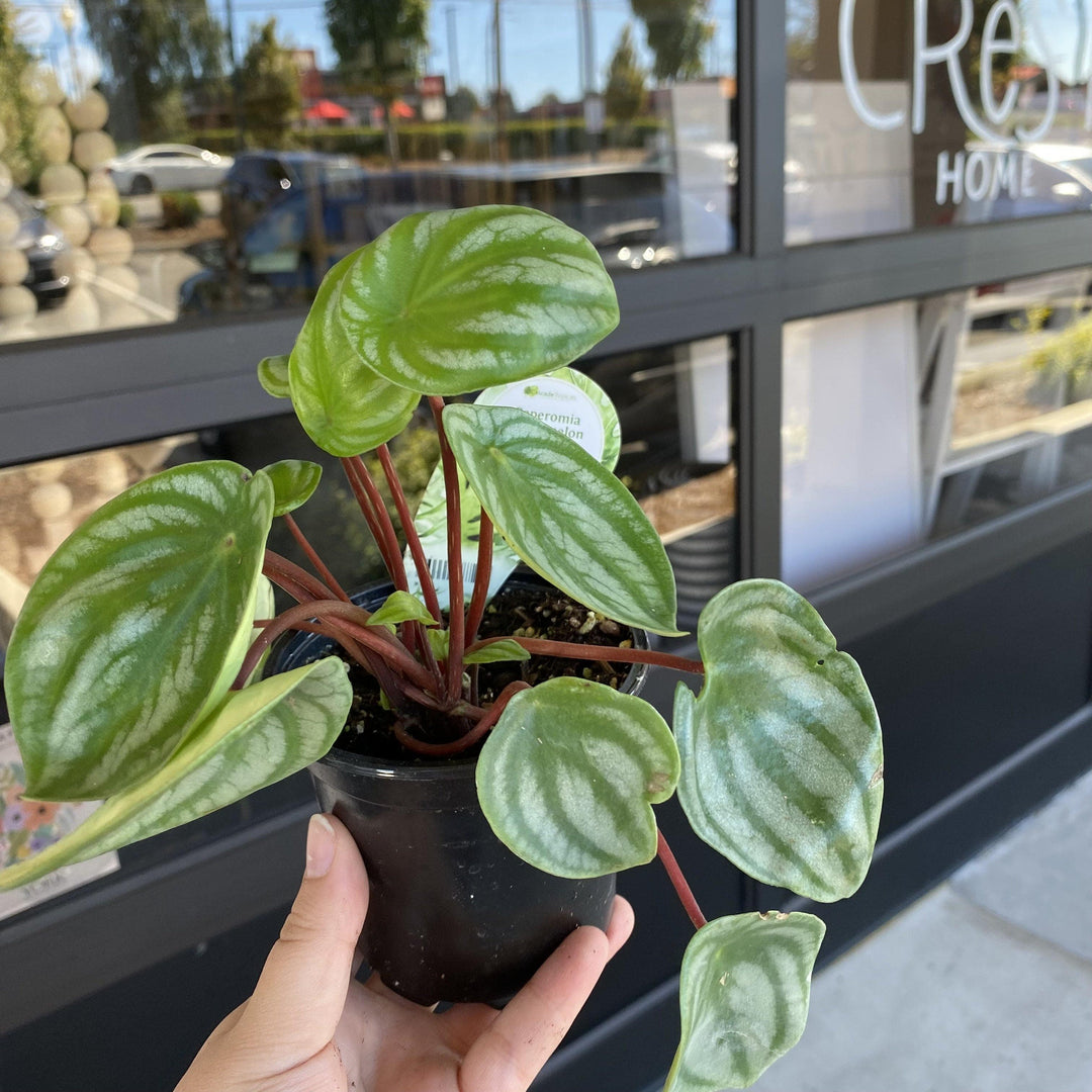 Cascade Tropicals Plants Peperomia argyreia Watermelon - Radiator Plant