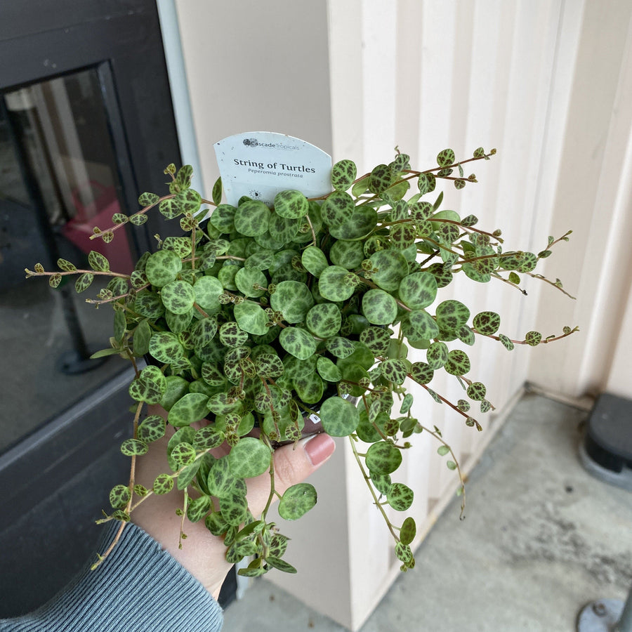 Cascade Tropicals Plants Peperomia Prostrata - String of Turtles