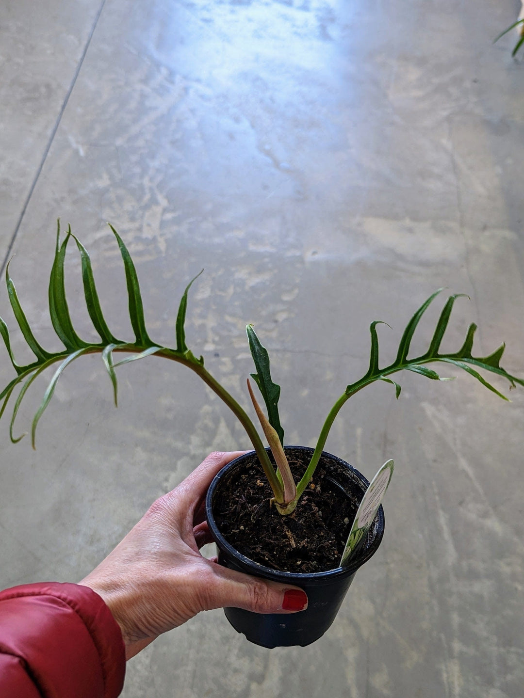 Cascade Tropicals Plants Philodendron bipinnatifidum tortum - Horselead Philodendron