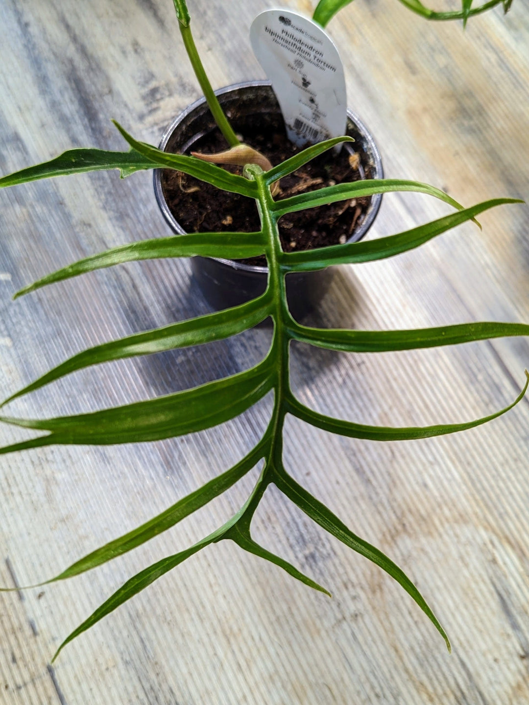 Cascade Tropicals Plants Philodendron bipinnatifidum tortum - Horselead Philodendron
