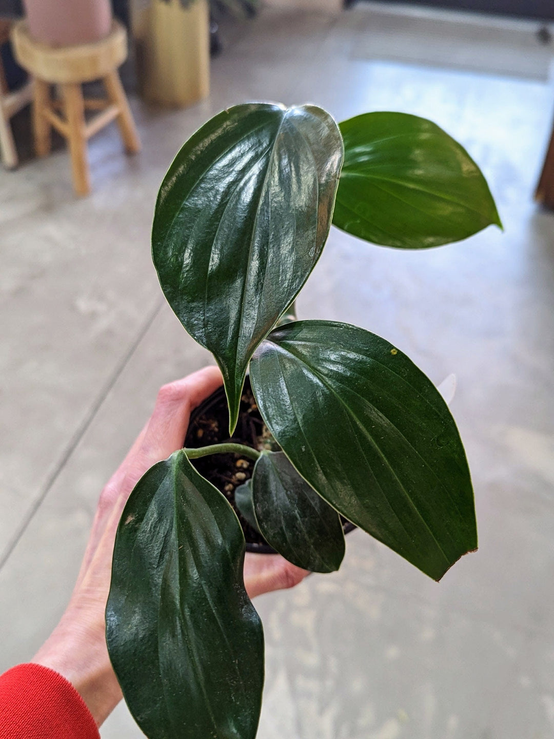 Cascade Tropicals Plants Philodendron Dragon Tail Plant