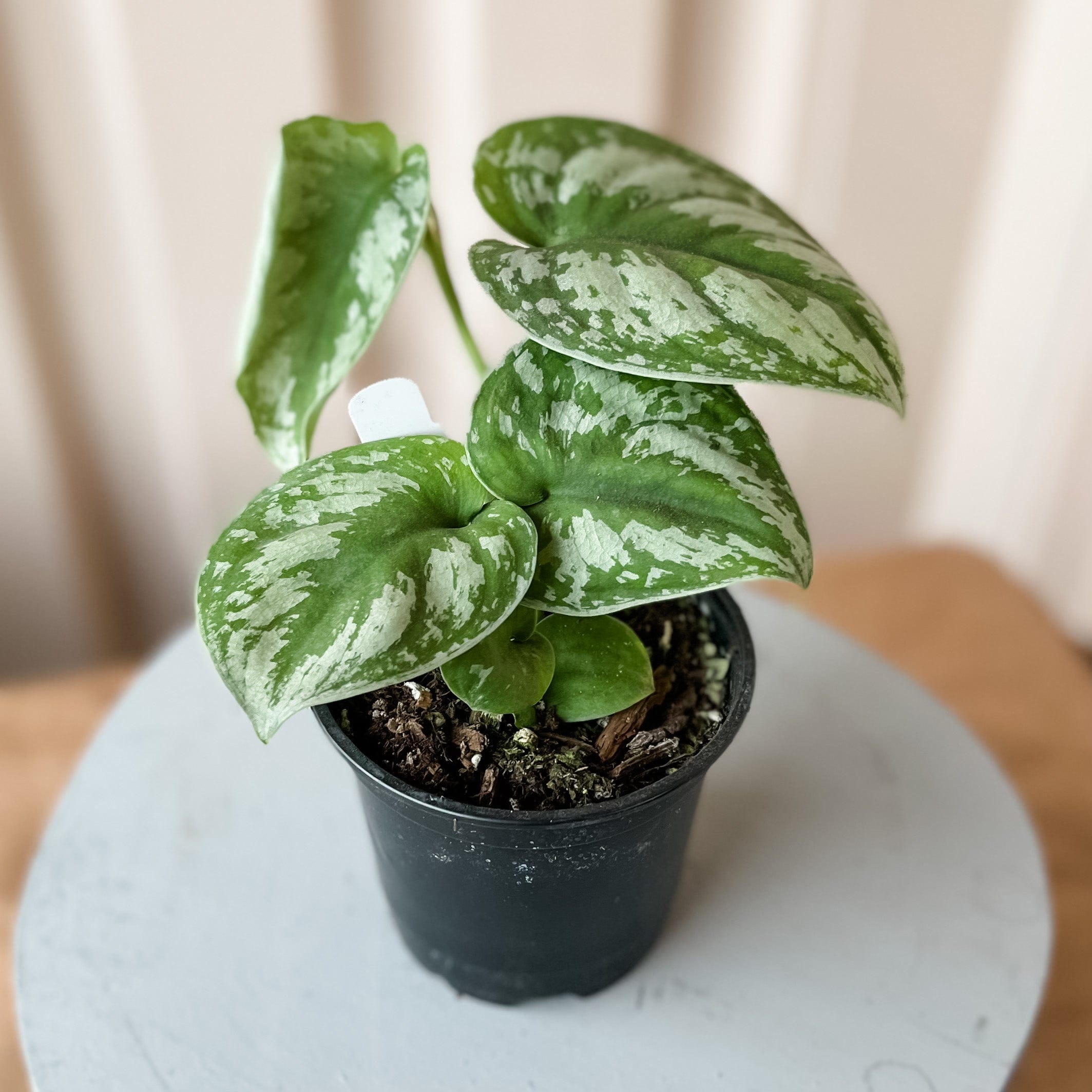 cascade-tropicals-plants-