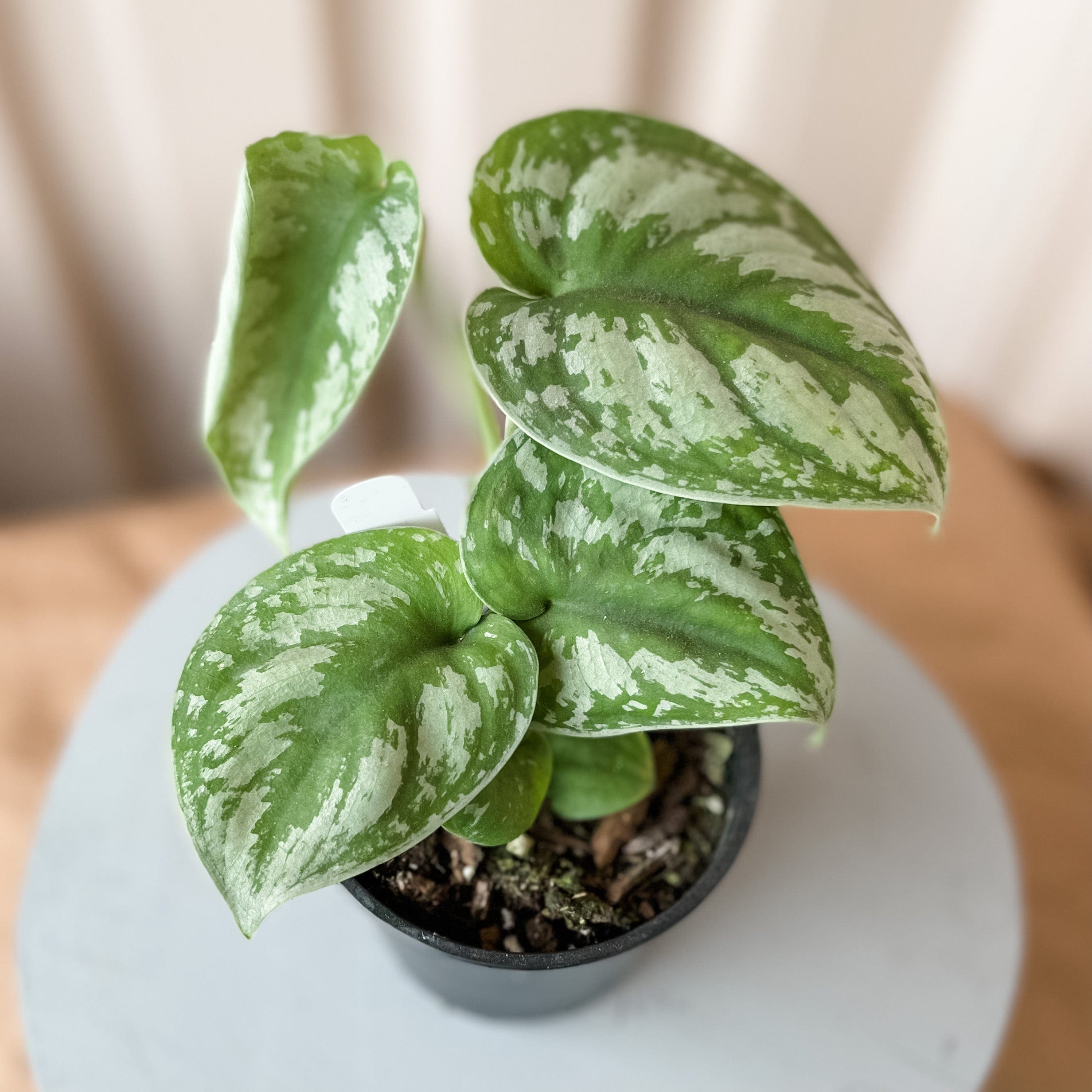 Scindapsus Pictus Exotica – Paper Luxe
