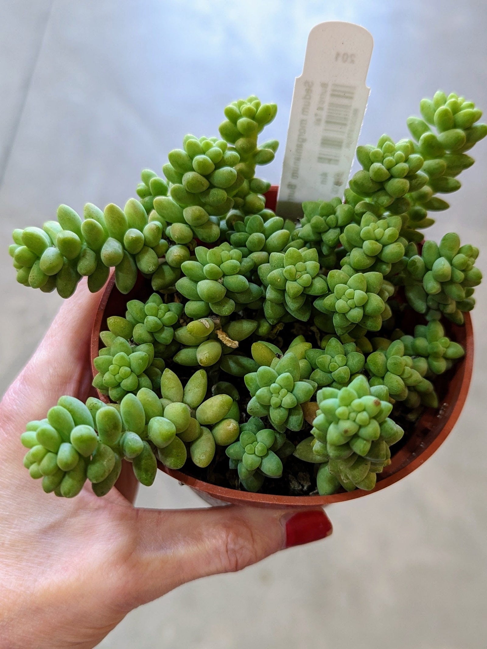 Cascade Tropicals Plants Sedum morganianum Burrito - Burro's Tail