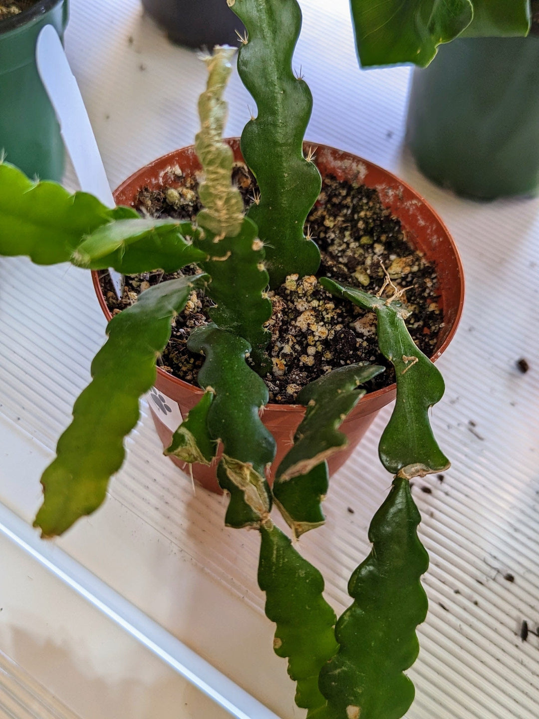 Cascade Tropicals Plants Selencereus anthonyanus - Zig Zag Cactus