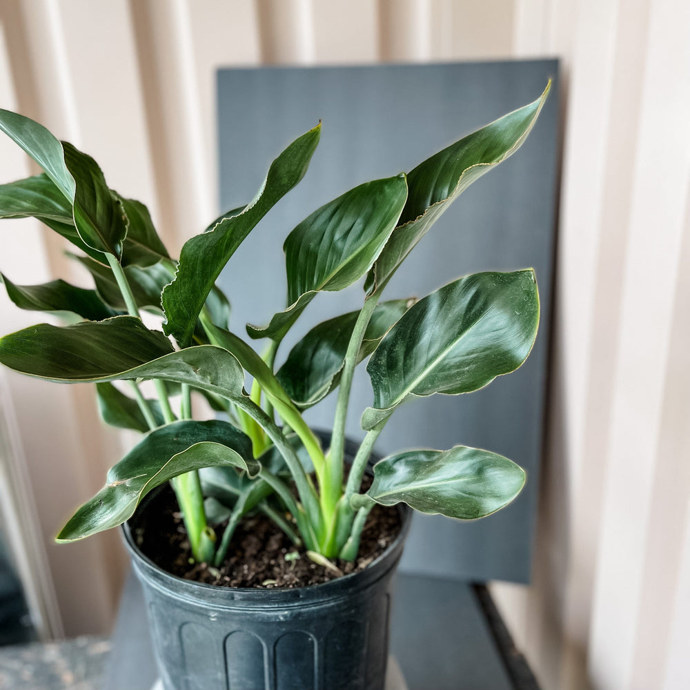 Cascade Tropicals Plants Strelitzia nicolai - Bird of Paradise Orange
