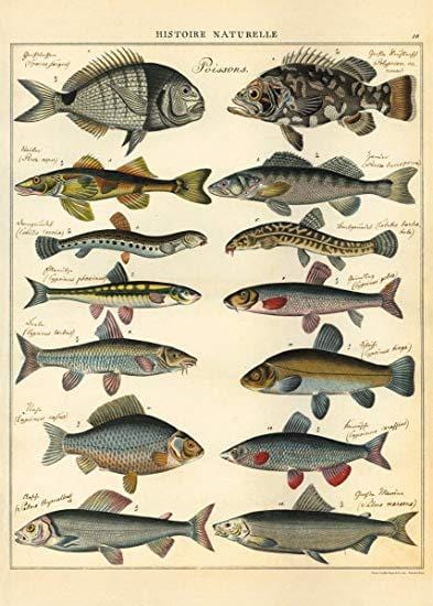 Cavallini & Co. Gift Wrap Natural History Fish 20"x28" Sheet