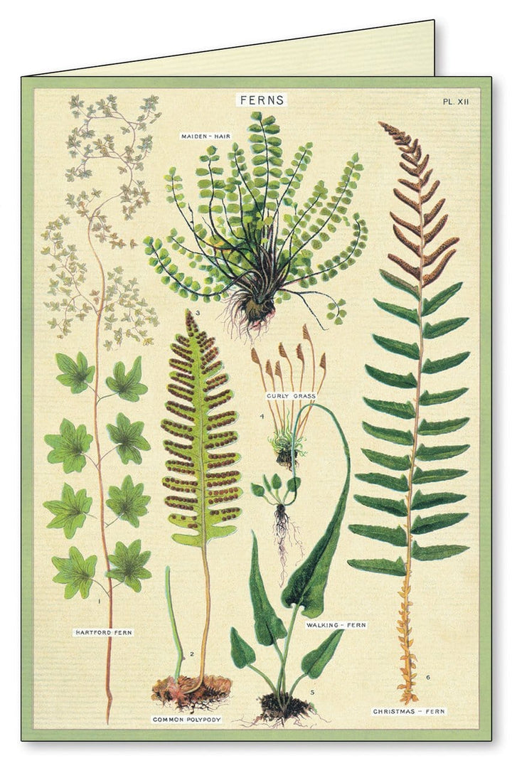 Cavallini & Co. Stationery Set Cavallini & Co Ferns Boxed Note Cards