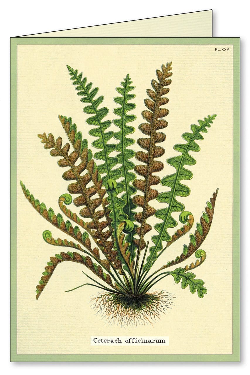 Cavallini & Co. Stationery Set Cavallini & Co Ferns Boxed Note Cards
