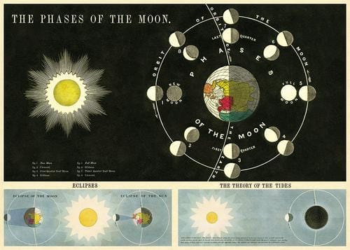 Cavallini & Co. Wall Art Phases of the Moon 20"x28" Sheet