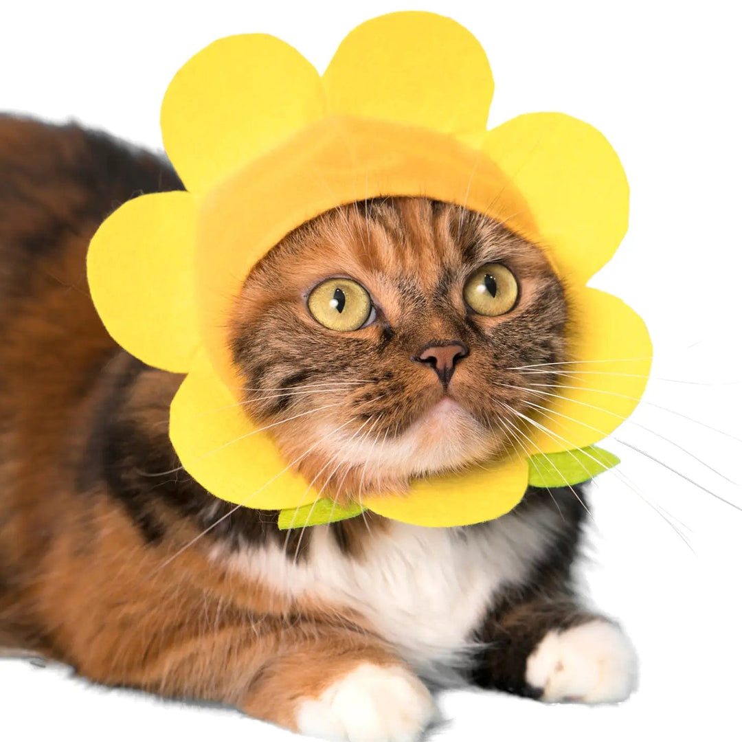 Clever Idiots Toy Kitan Club Cat Cap Blind Box - Flower