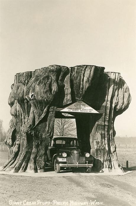 Found Image Press Postcards Giant Cedar Stump, Pacific Highway - Vintage Image Postcard