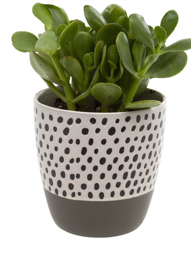 Indaba Pot Polka Dot Pot - Grey