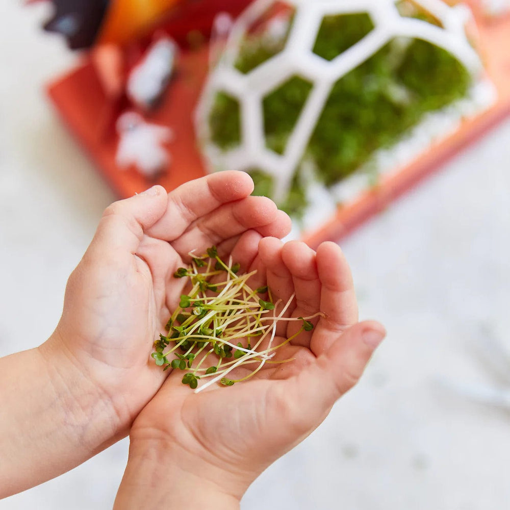 Modern Sprout Gardening Microgreens Pop-Up - Out of This World