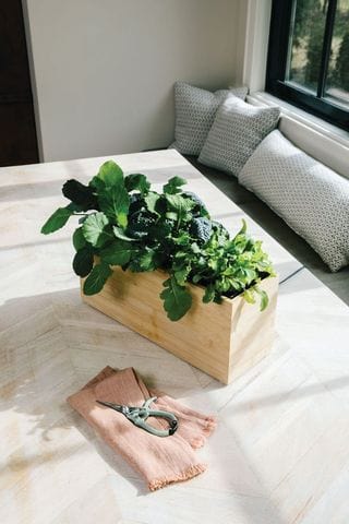 Modern Sprout Tool Pruning Shears