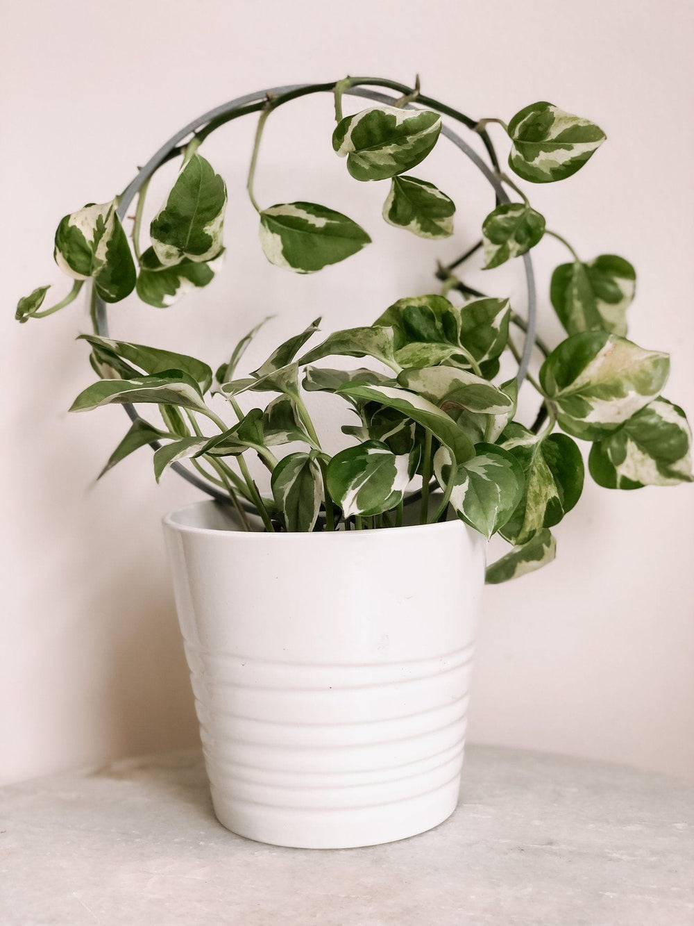 Circle Indoor Houseplant Trellis - Gray Plant Trellis Pine & Sprout 