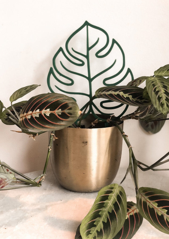 Monstera Leaf Indoor Houseplant Trellis - Green Plant Trellis Pine & Sprout 