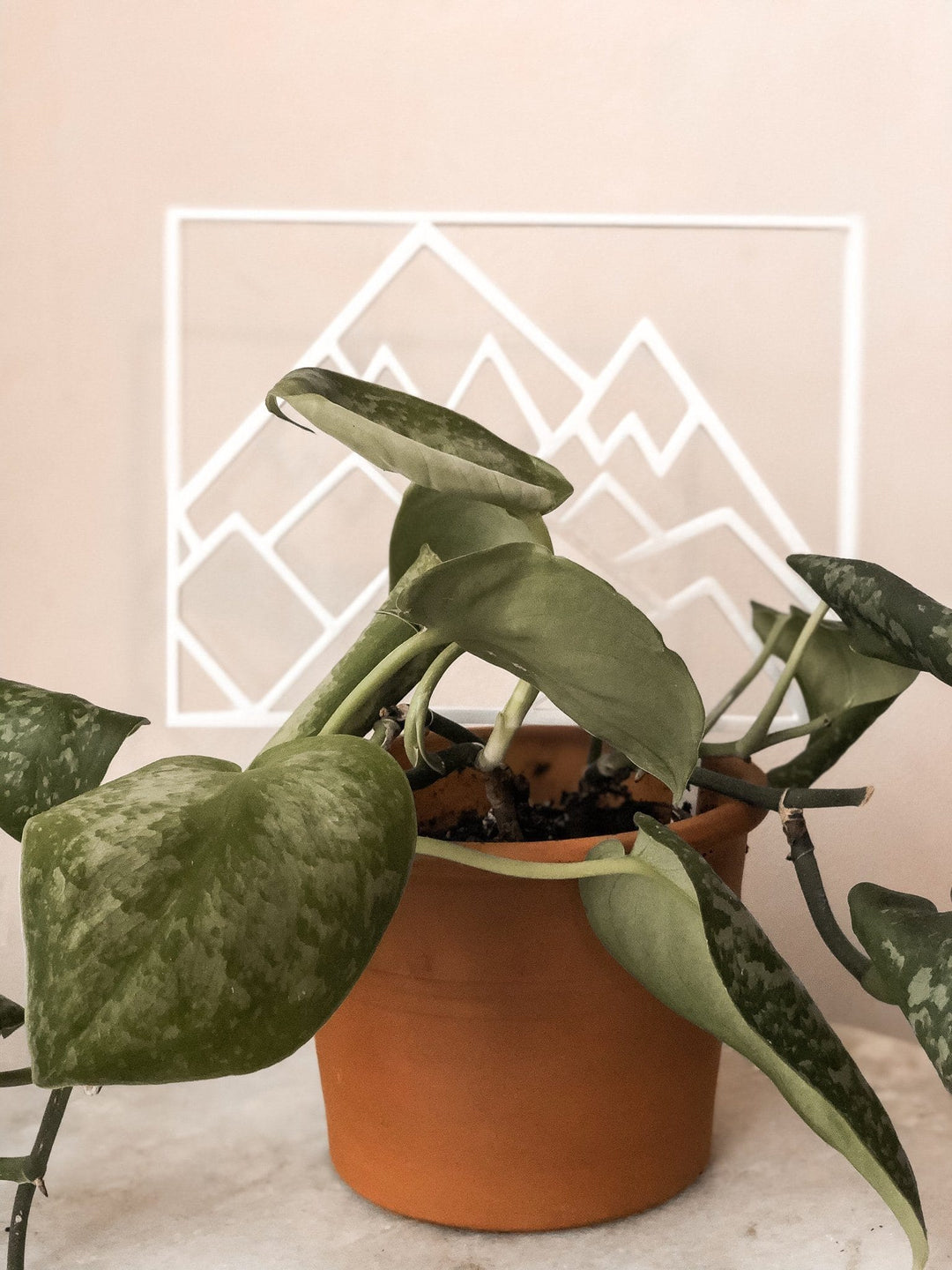 Mountains Indoor Houseplant Trellis - White Plant Trellis Pine & Sprout 