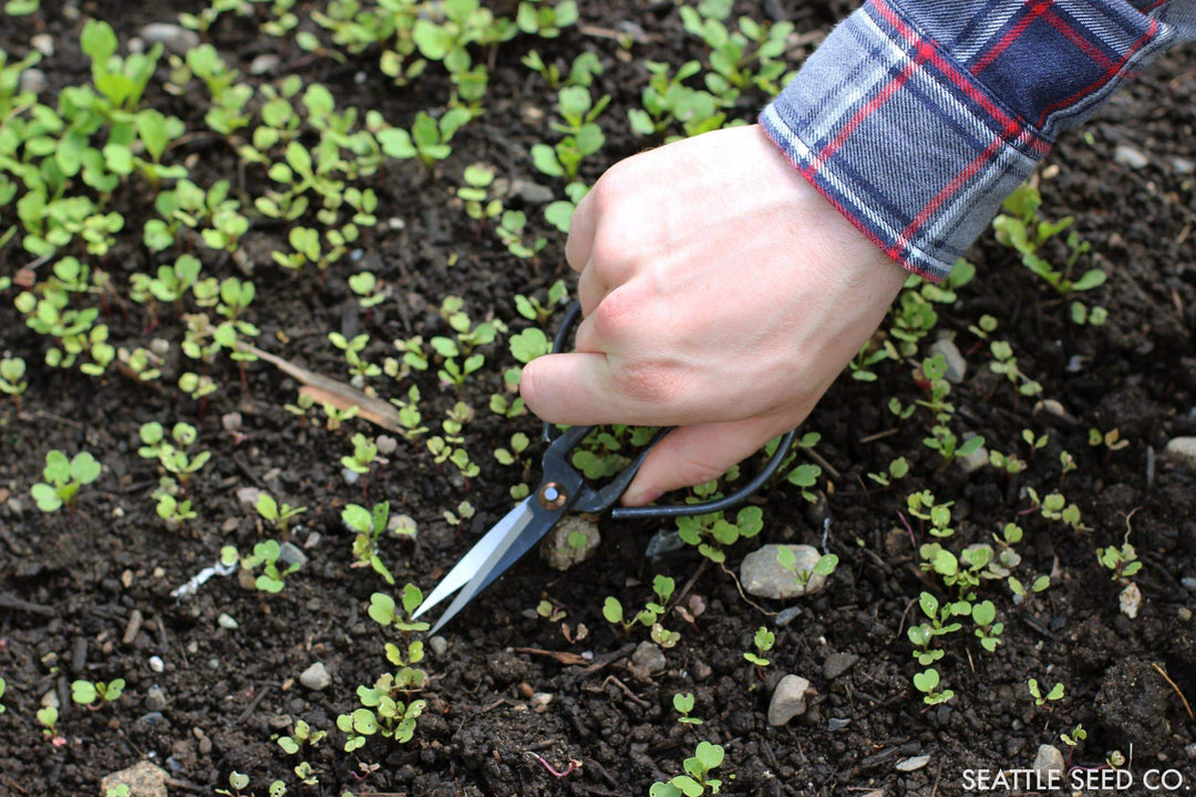 Seattle Seed Co. Scissors Forged Steel Pruners