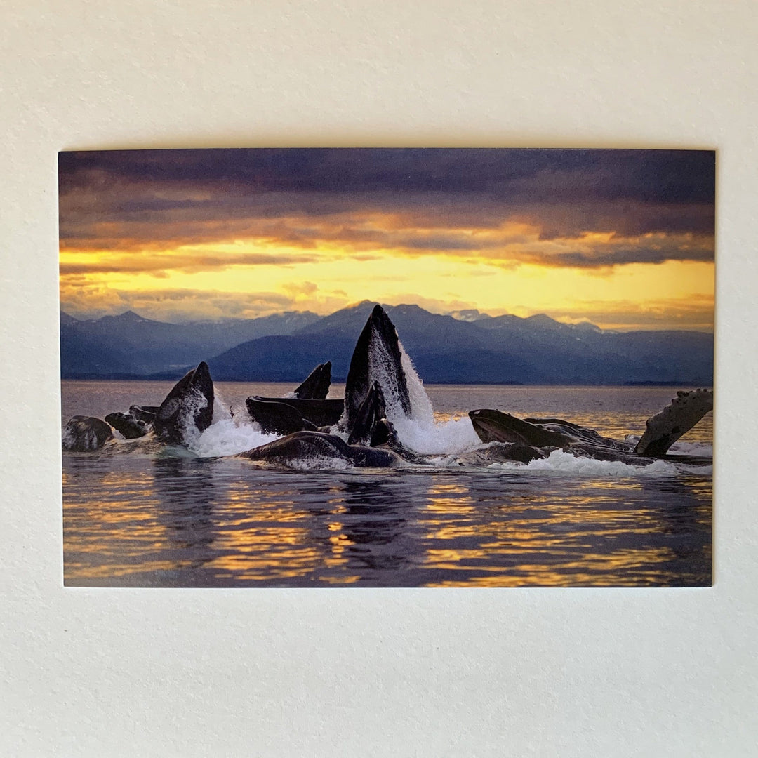 Tom Haseltine Photography Postcard Bubble Feeding Humpbacks Postcard