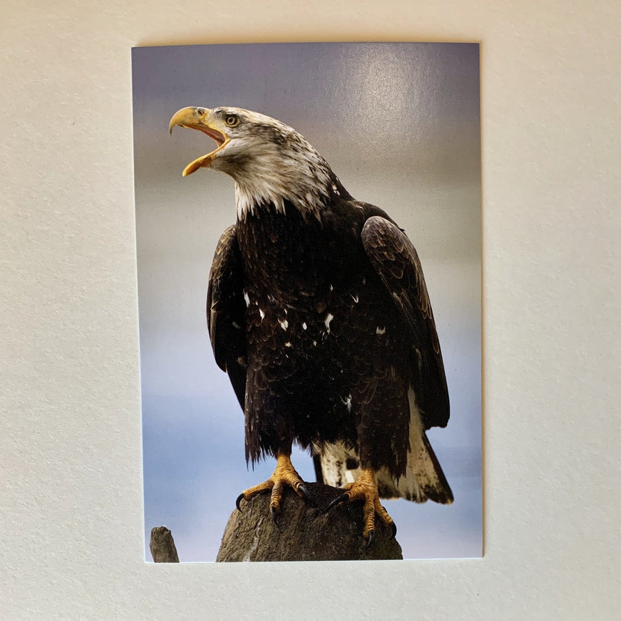 Tom Haseltine Photography Postcard Eagle Calling Postcard