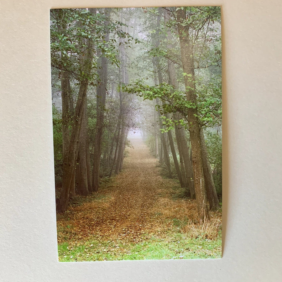 Tom Haseltine Photography Postcard Forest Pathway Postcard