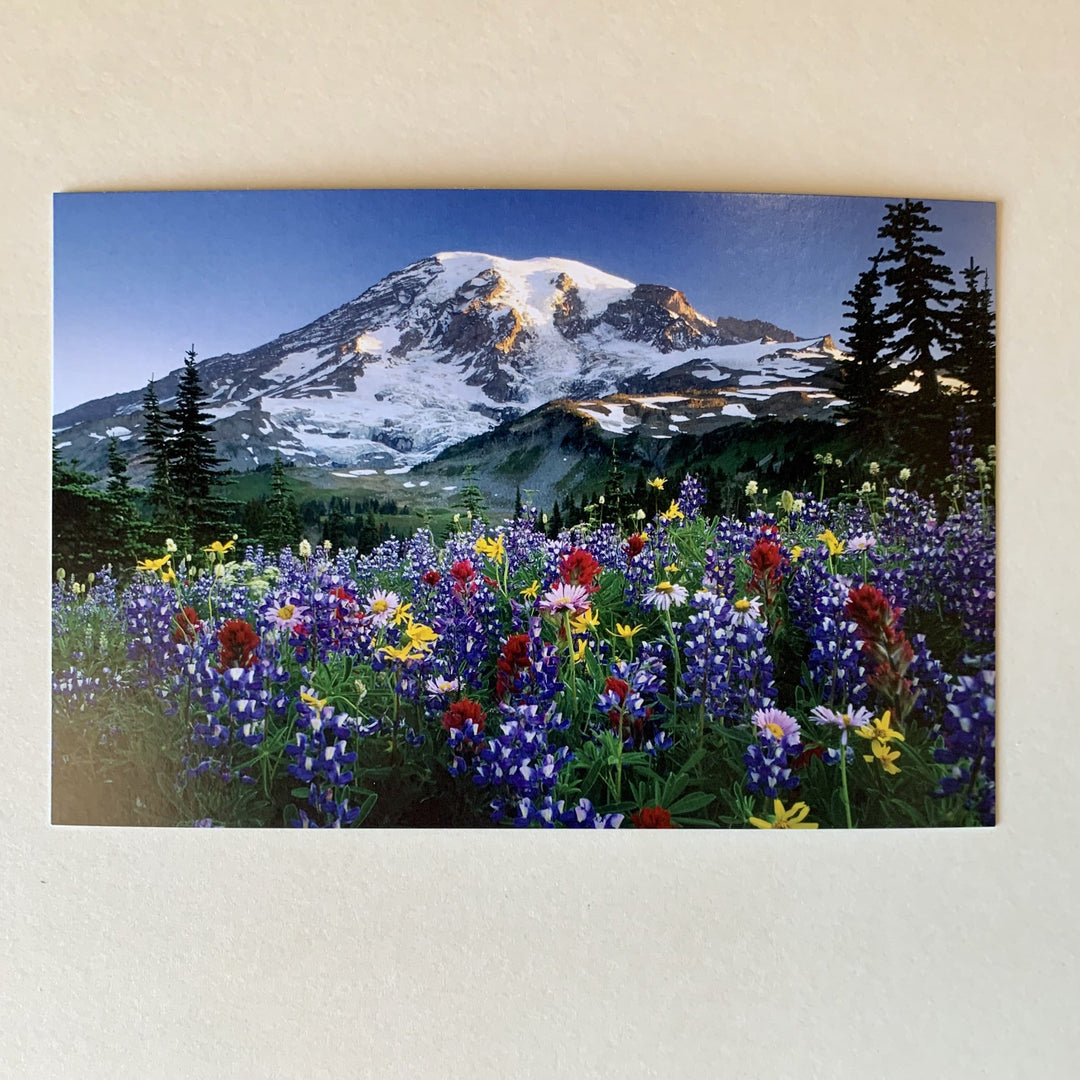 Tom Haseltine Photography Postcard Mazama Ridge Wildflowers Postcard