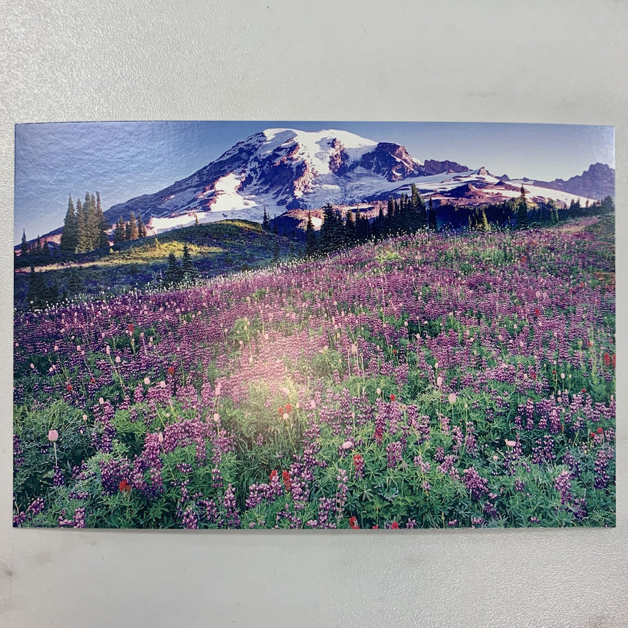 Tom Haseltine Photography Postcard Mt. Rainier Meadow Postcard