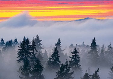 Tom Haseltine Photography Postcard Pacific Northwest Foggy Sunset Postcard