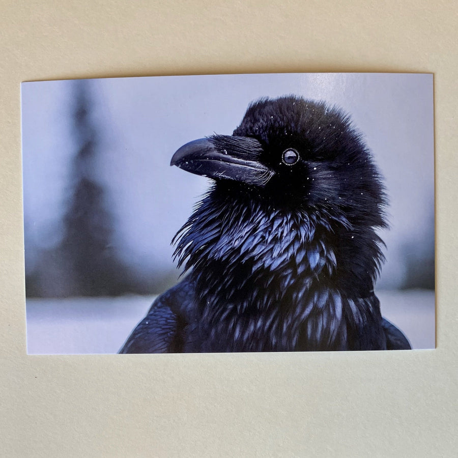 Tom Haseltine Photography Postcard Raven Portrait Postcard