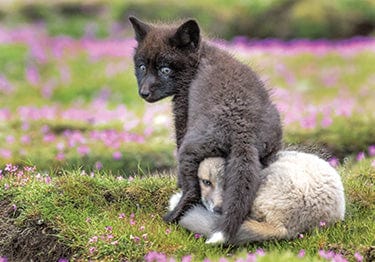 Tom Haseltine Photography Postcard Red Fox Kits at Play Postcard