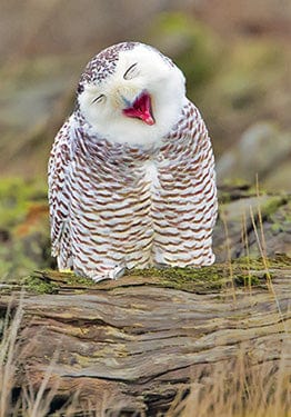 Tom Haseltine Photography Postcard Snowy Owl Postcard