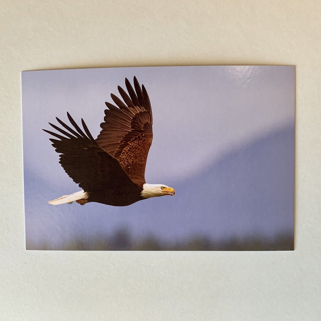 Tom Haseltine Photography Postcard Soaring over Seabeck Postcard