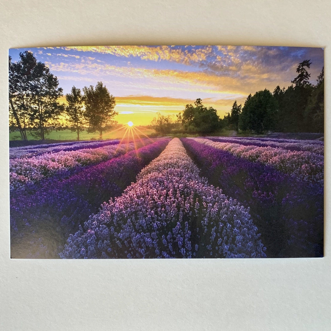 Tom Haseltine Photography Postcard Sunburst over Lavender Field Postcard