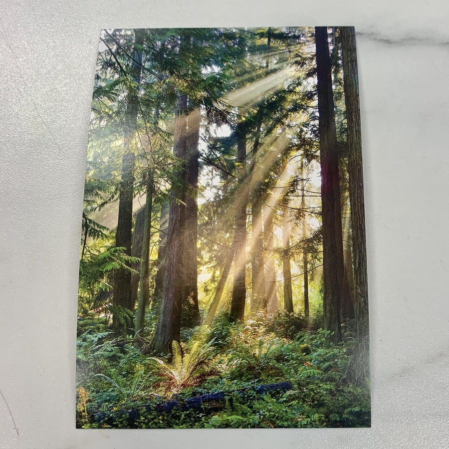 Tom Haseltine Photography Postcard Sunray Forest Postcard