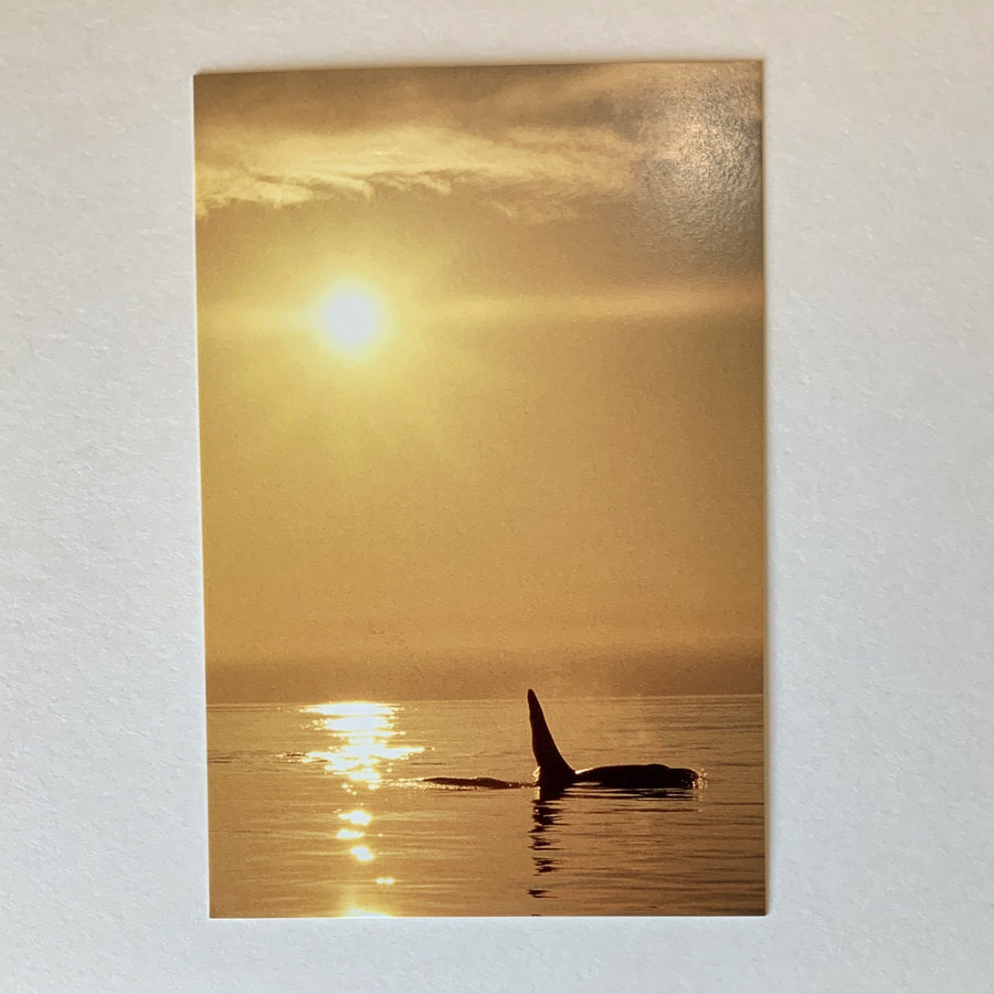 Tom Haseltine Photography Postcard Sunrise Orca Postcard